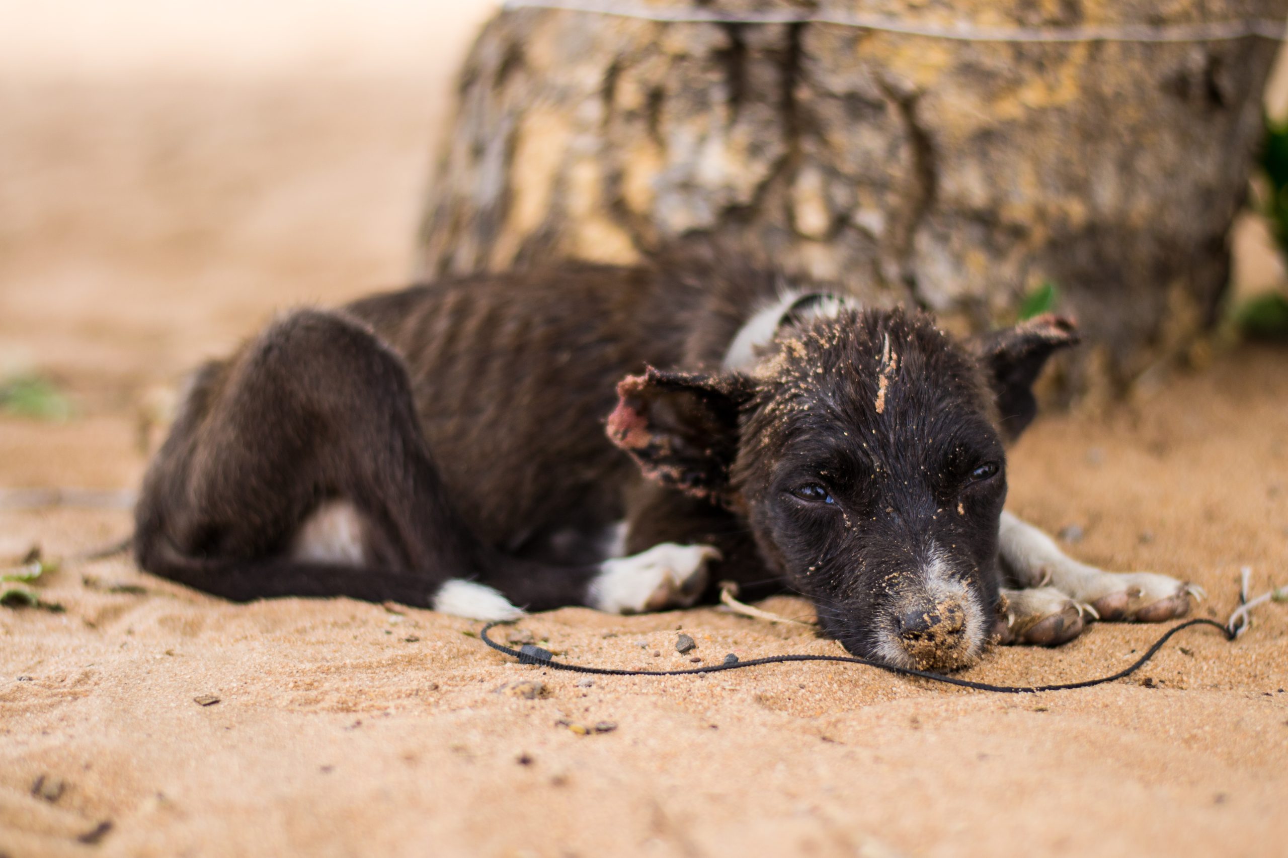 Unveiling Animal Cruelty: Stop Abuse, Protect Pets Now