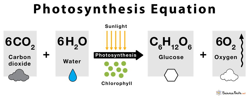 Equation For Photosynthesis Equation For Photosynthesis