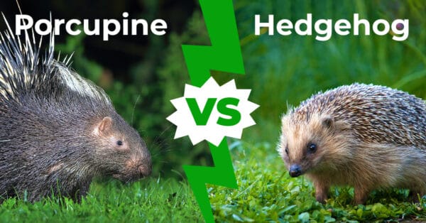 Hedgehog vs. Porcupine: Key Differences Explained